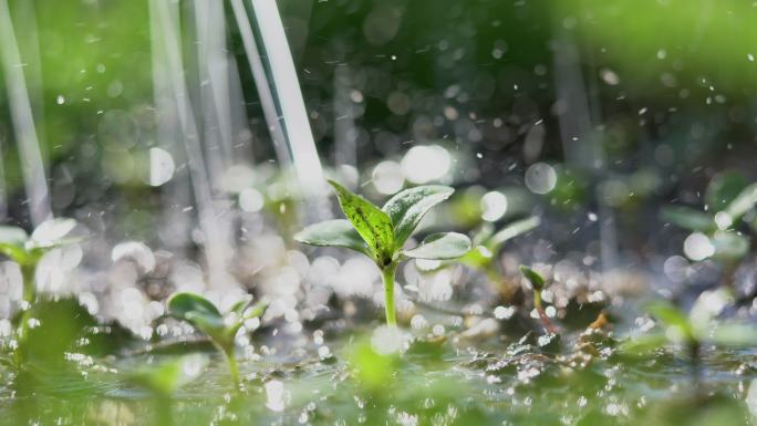 雨中的青苗浇花浇灌城市绿化