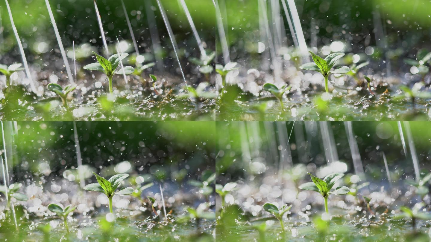 雨中的青苗浇花浇灌城市绿化