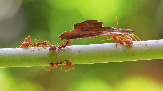 树枝上的火蚁。蚂蚁搬家蚂蚁觅食红蚂蚁