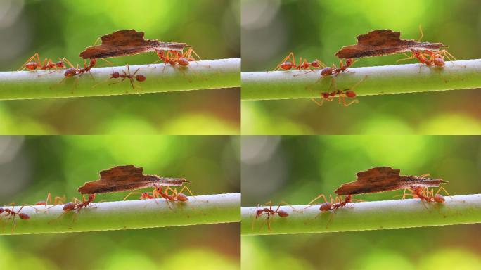 树枝上的火蚁。蚂蚁搬家蚂蚁觅食红蚂蚁