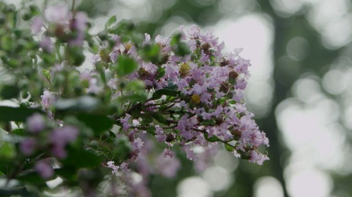 苏州园林里盛开的丁香花