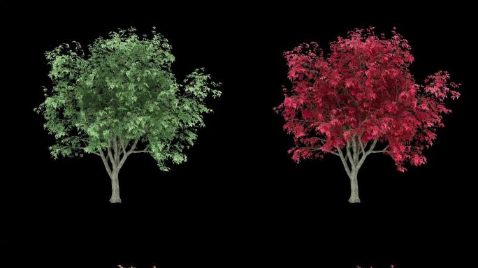 动态树带通道四种颜色