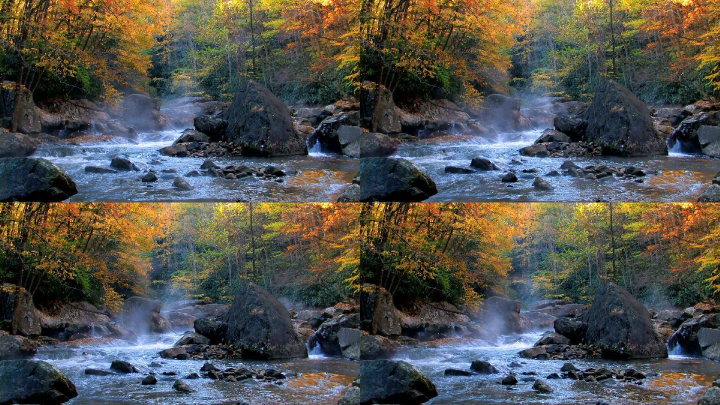 小溪和晨雾秋季秋景深秋枯黄枫叶枫林