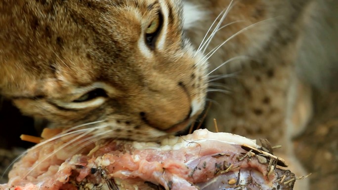 吃肉的猞猁