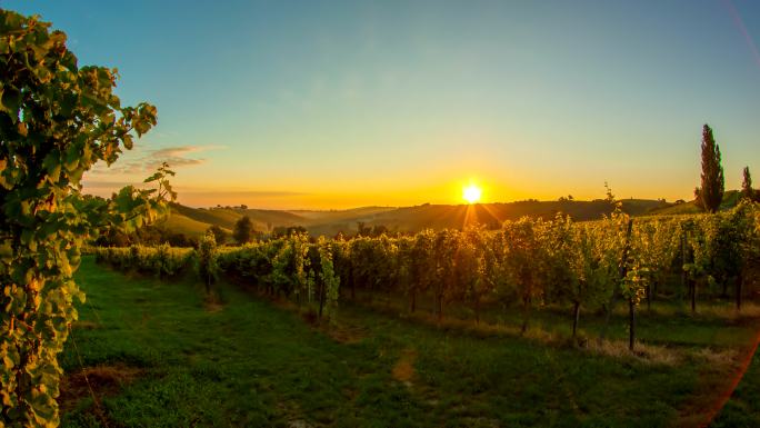 日出时分的葡萄园法国庄园葡萄酒欧洲农村