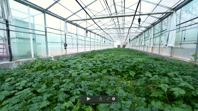 马铃薯种苗培育实验室农业科研人员视频素材