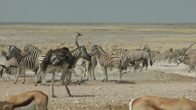 非洲纳米比亚埃托沙国家公园里的动物。