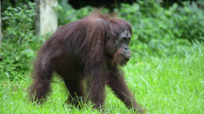婆罗洲猩猩:  体型仅次大猩猩的灵长类1