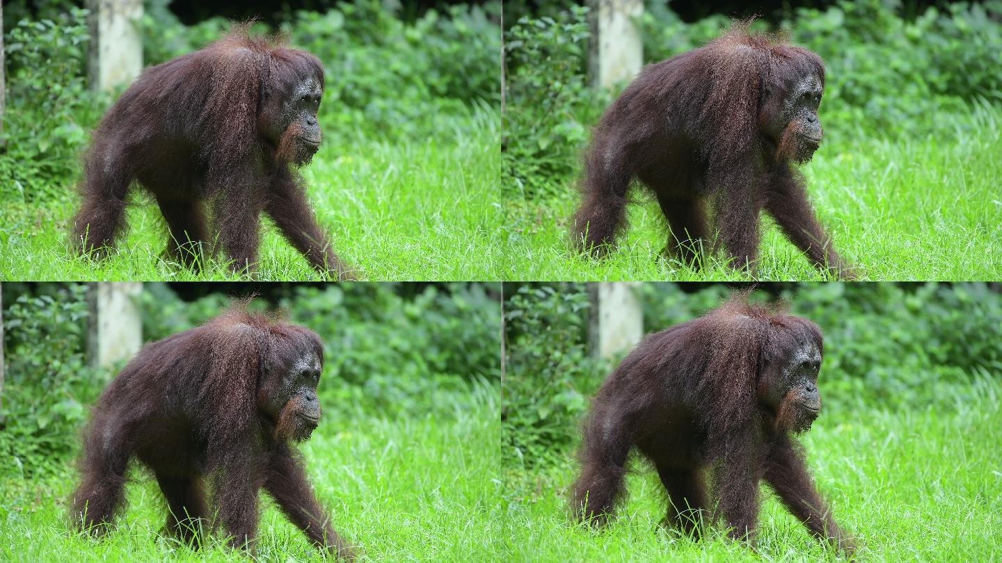 婆罗洲猩猩:  体型仅次大猩猩的灵长类1
