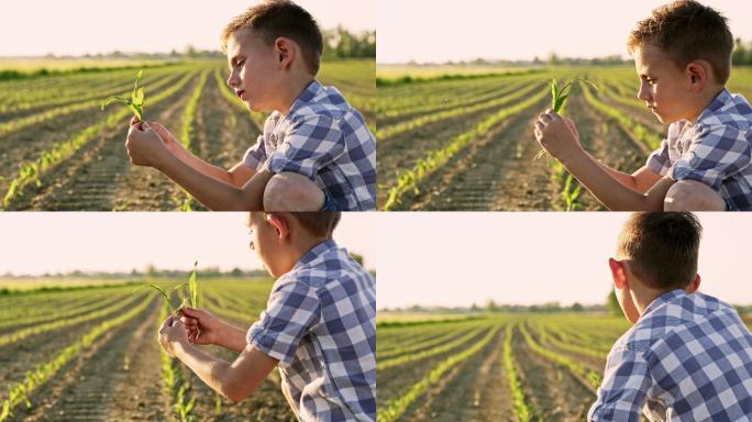 一个小男孩正在玉米田中间检查植物