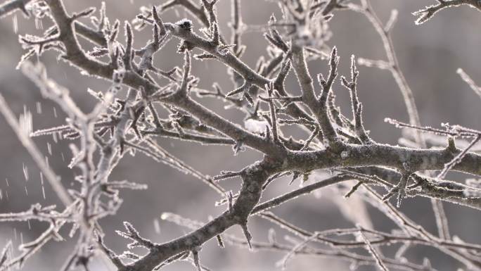 白俄罗斯森林中的神奇雪景