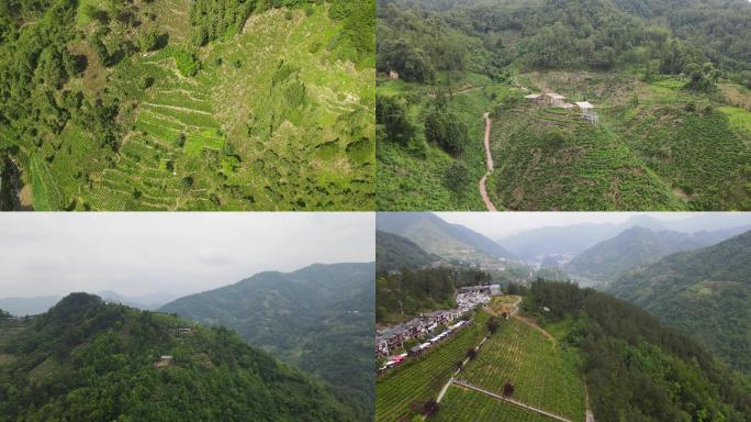 紫阳茶山素材