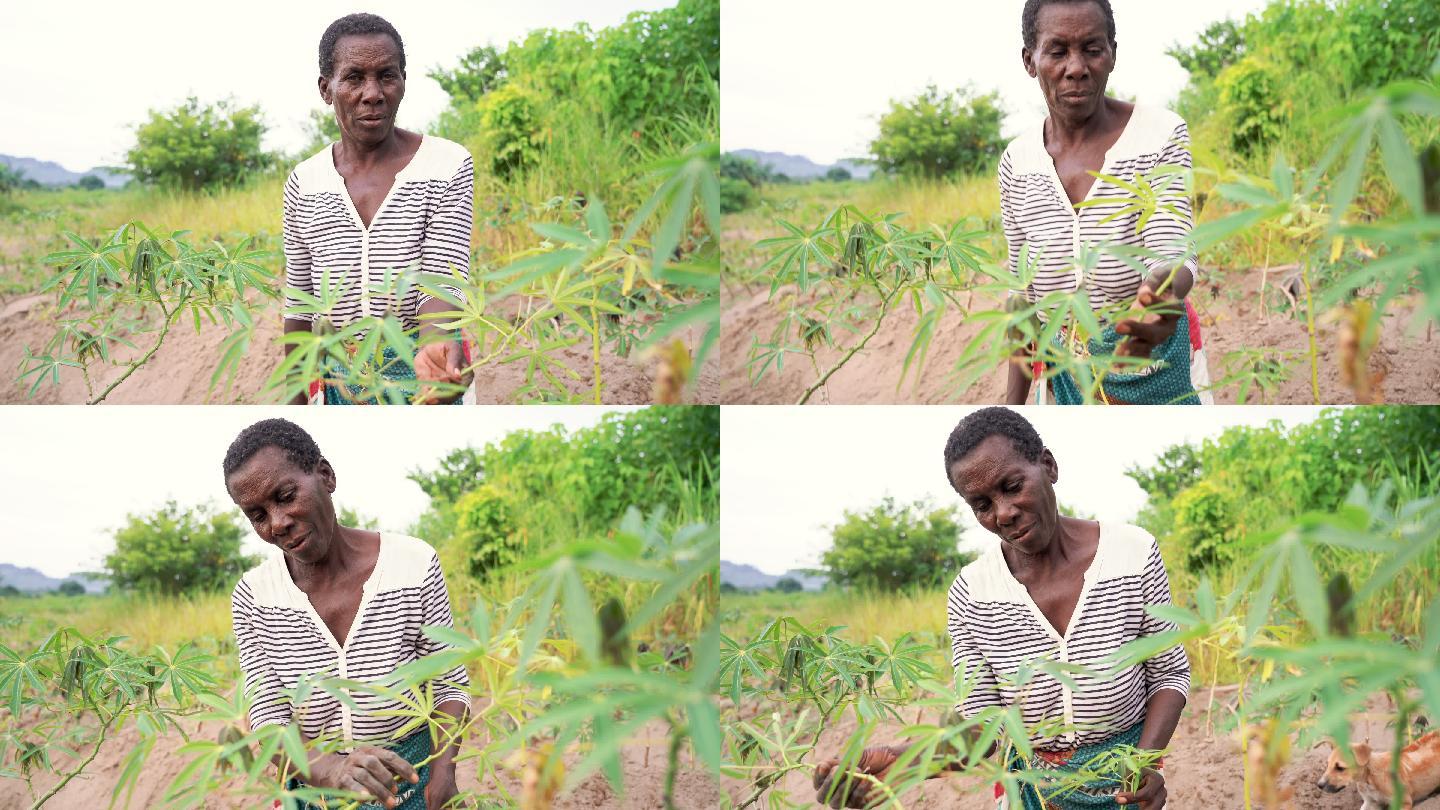 种植木薯的农民谷类植物女性耕种