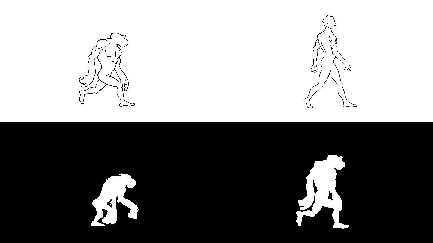 人类进化