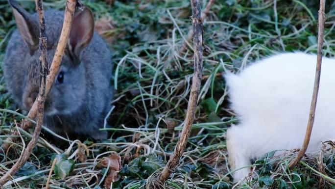 白兔与灰兔