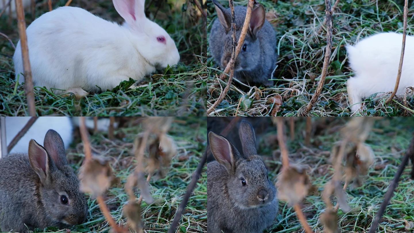 白兔与灰兔