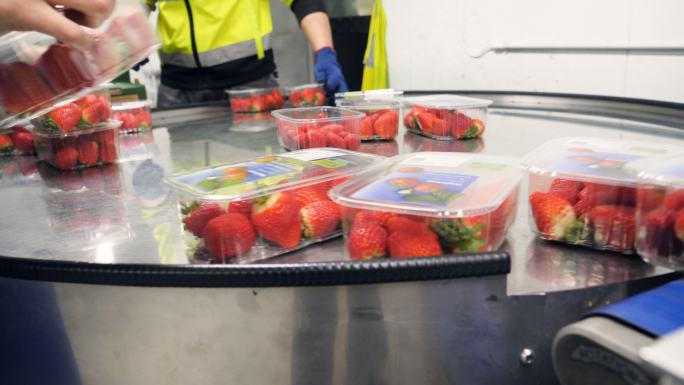 草莓包装生产线面向市场和超市。