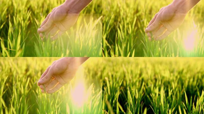 农民的手抚摸着微风中摇曳的宁静的绿色麦秆