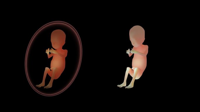 【带通道】子宫 胎儿动画展示