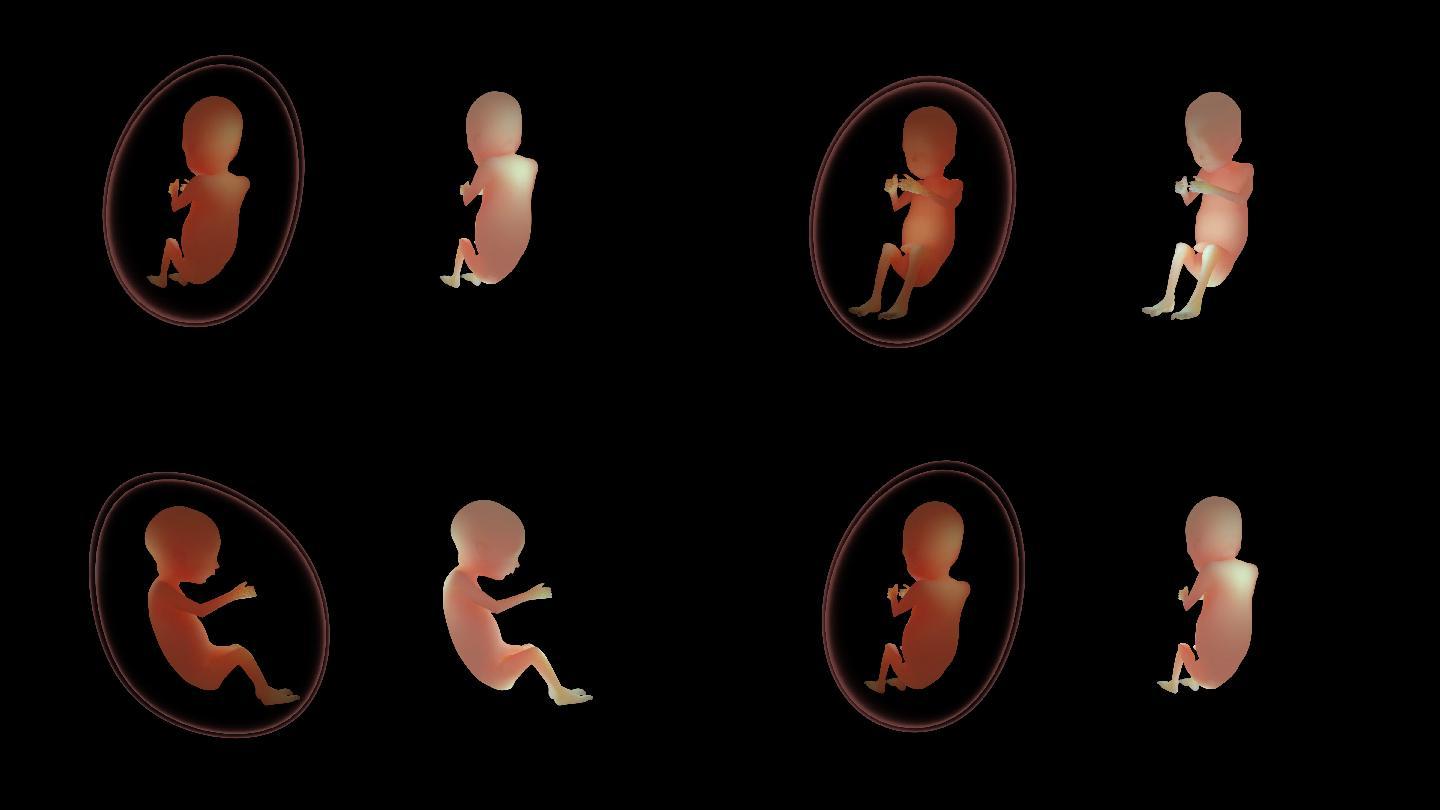【带通道】子宫 胎儿动画展示
