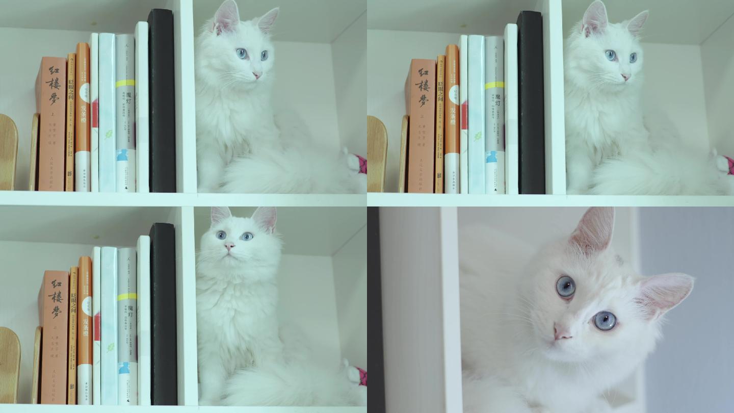 书架上的猫