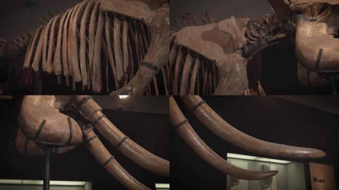 史前动物 古象化石大象化石 大象骨骼4K