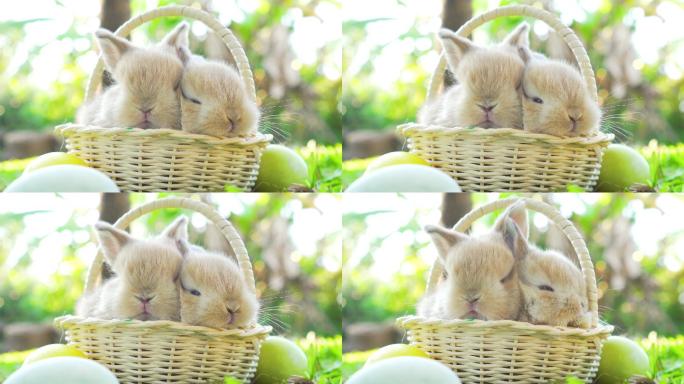 小棕色复活节兔子野生动物世界国家保护大自