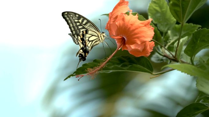 慢镜头下芙蓉花上的蝴蝶