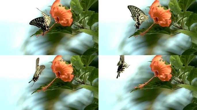 慢镜头下芙蓉花上的蝴蝶