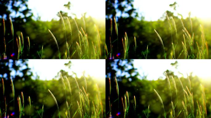 摇曳的草地自然绿色白天