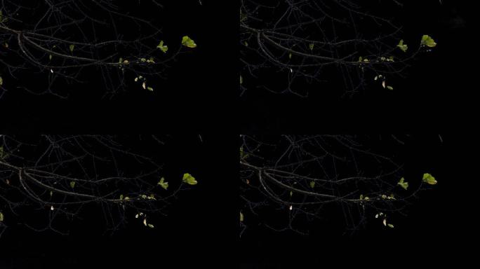 挂角摇曳树枝实拍带通道视频素材