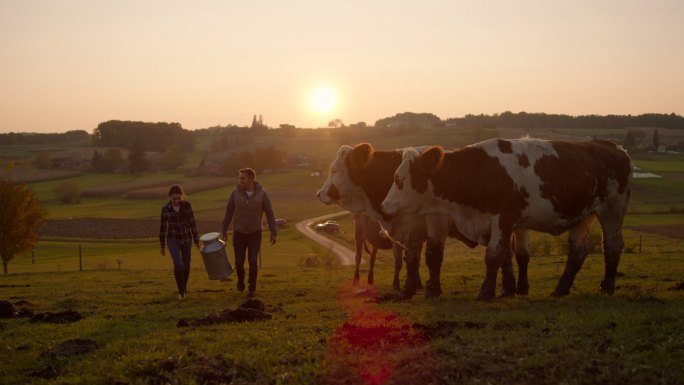 夫妇扛着一桶牛奶穿过牧场