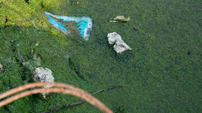 绿藻垃圾环境污染