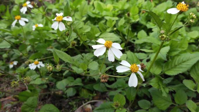 路边小花、野草