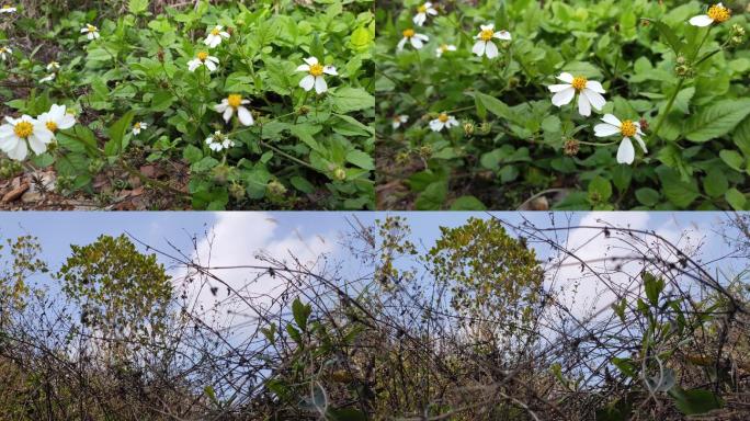 路边小花、野草