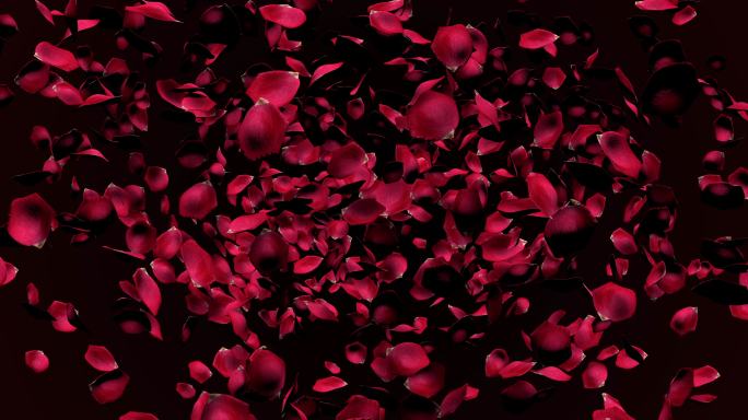 玫瑰花瓣落下，形成一个心形。