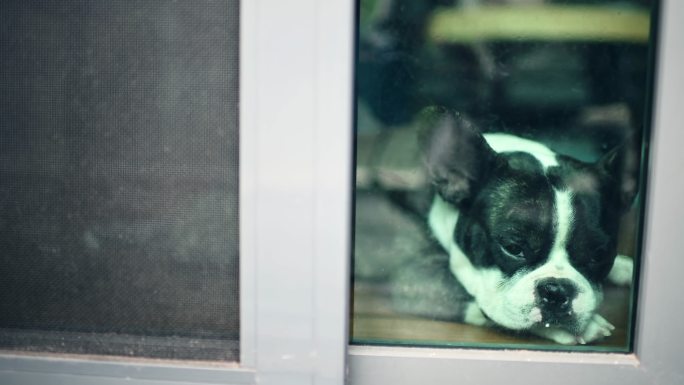 法国斗牛犬萌宠犬类特写