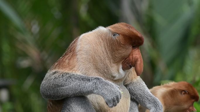 珍稀动物长鼻猴：硕大茄子般的大鼻子1