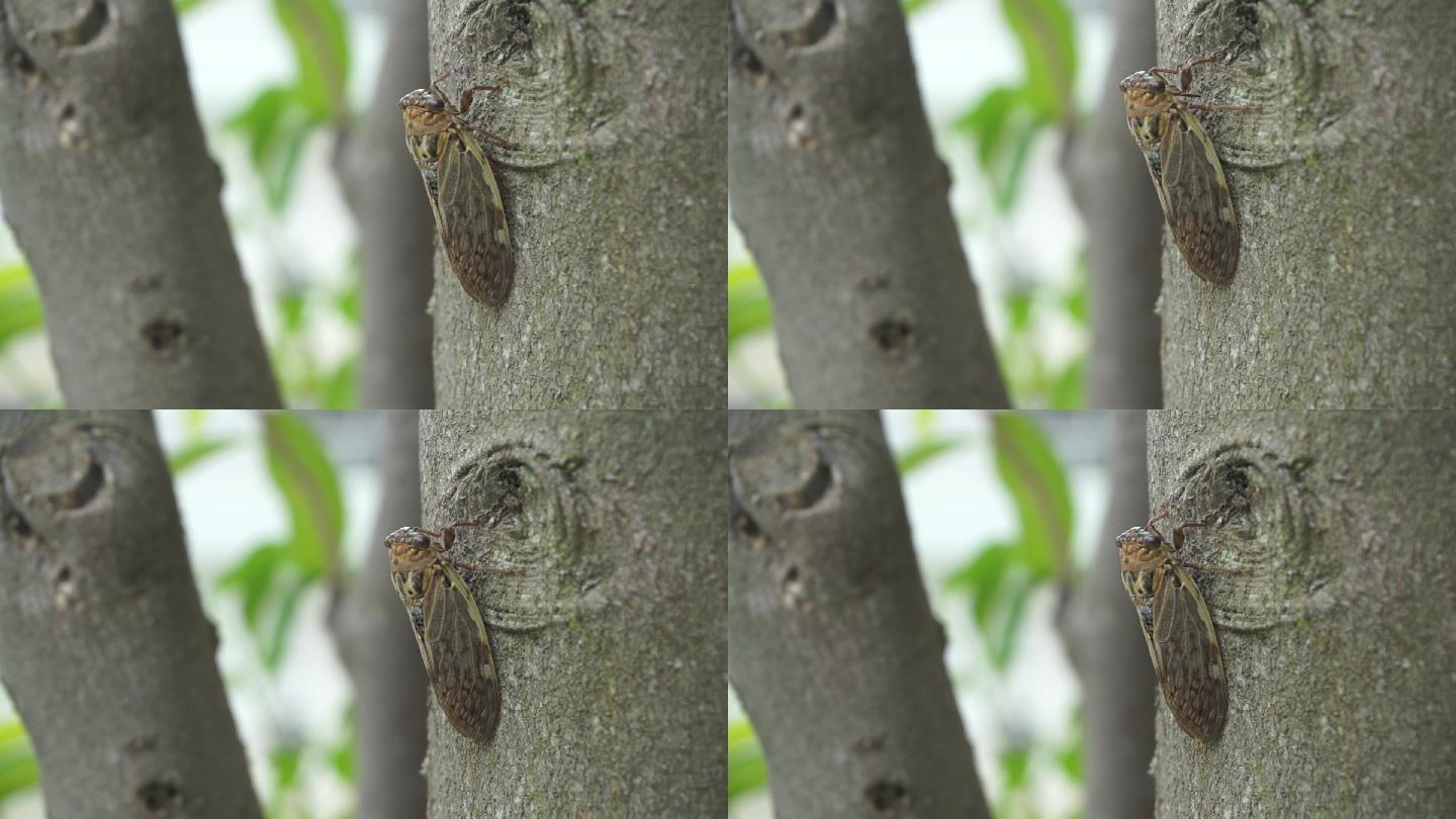 蝉,知了与夏天1080p