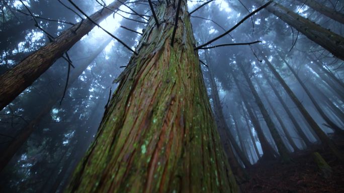 仰望雾林阴森恐怖树干植树造林