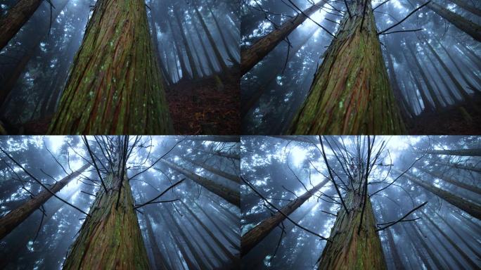 仰望雾林阴森恐怖树干植树造林