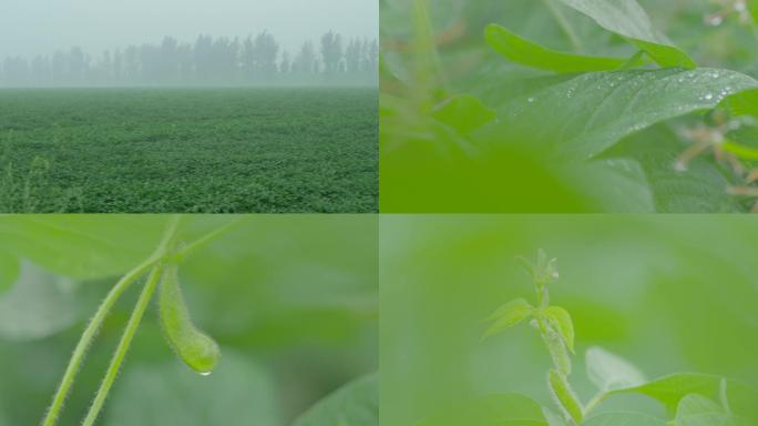 农业温室大棚现代智慧有机蔬菜科学种植灌溉