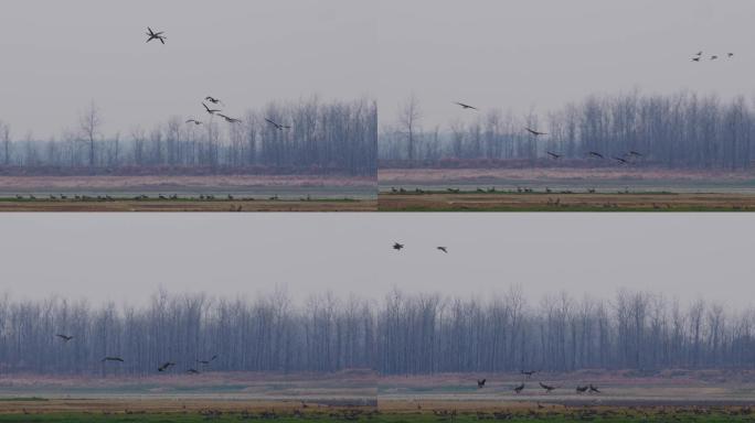 大雁飞过鄱阳湖湿地