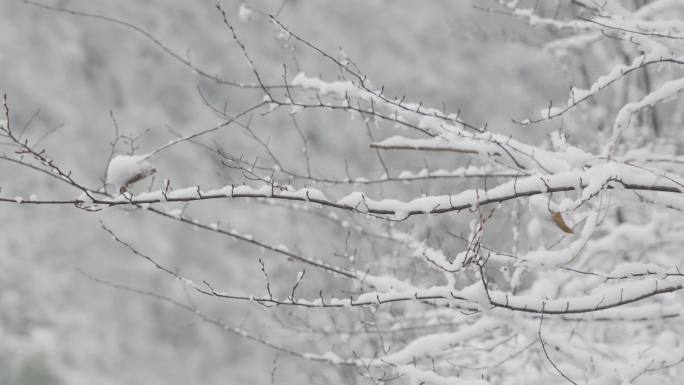 冬天的第一场雪