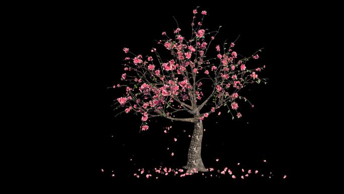 桃花树生长开花瓣飘落-带透明通道