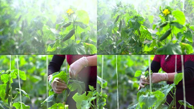 农业温室大棚现代智慧有机蔬菜科学种植灌溉