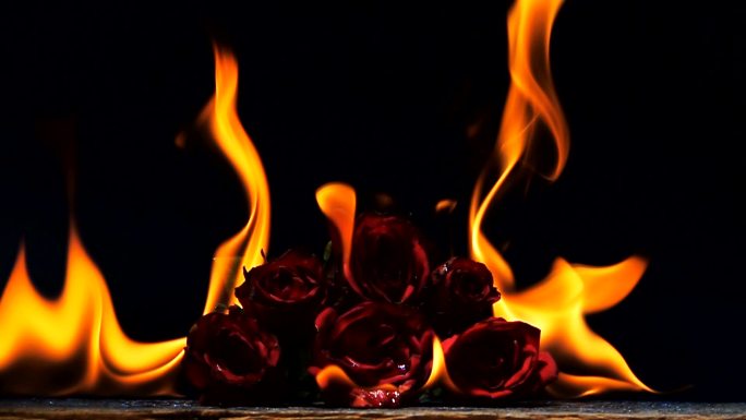 燃烧的红玫瑰火灾着火火