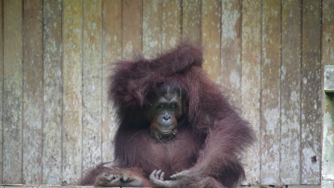 婆罗洲猩猩:  体型仅次大猩猩的灵长类2