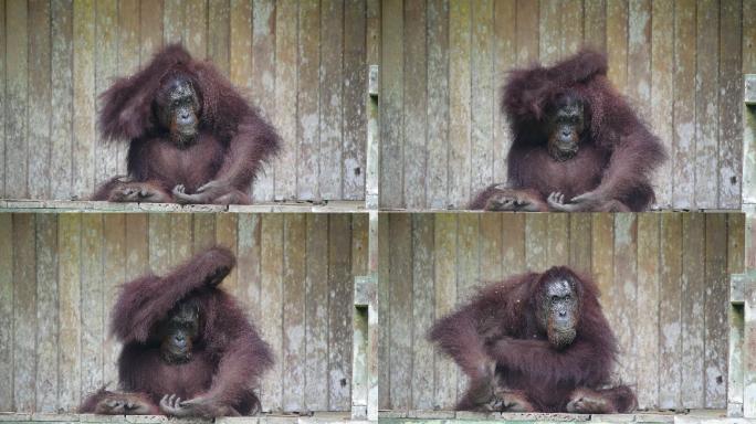 婆罗洲猩猩:  体型仅次大猩猩的灵长类2