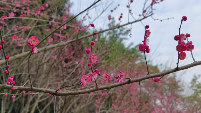 梅花含苞待放花蕾花瓣